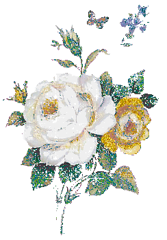 une rose blanche